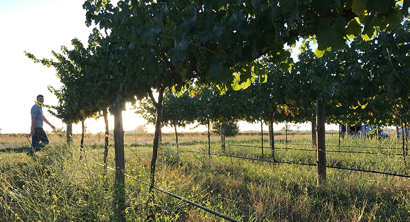 Patrick of Coonawarra vines